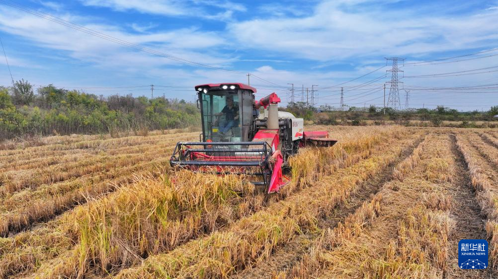 全国秋粮收获过九成 冬小麦播种过两成半