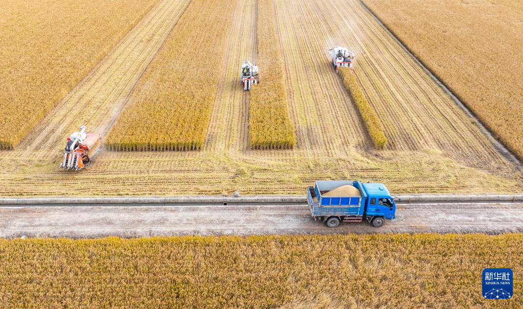 全国秋粮收获过九成 冬小麦播种过两成半