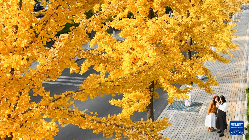 立冬将至 秋韵未央