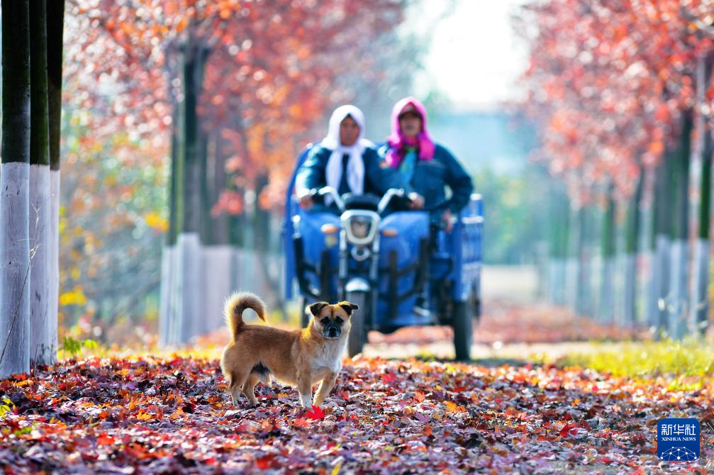 立冬将至 秋韵未央