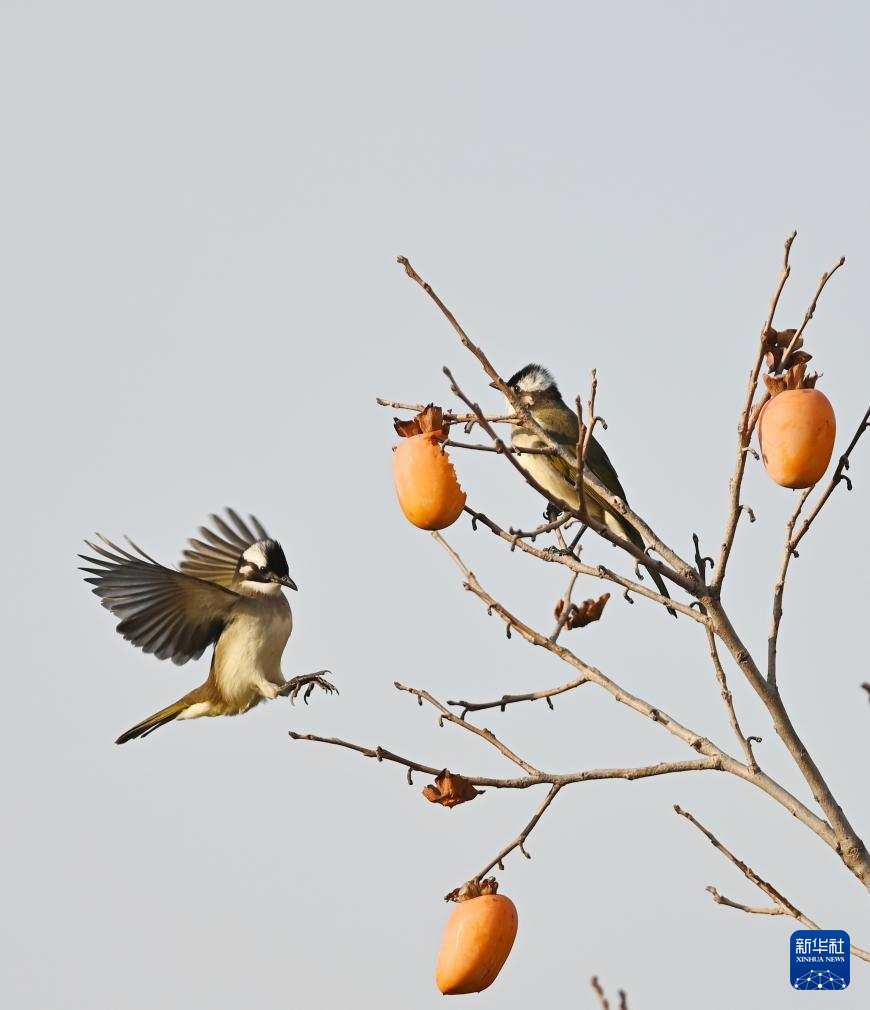 立冬将至 秋韵未央
