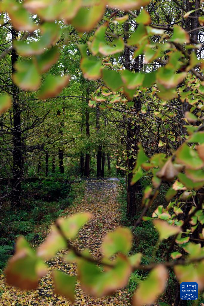 立冬将至 秋韵未央
