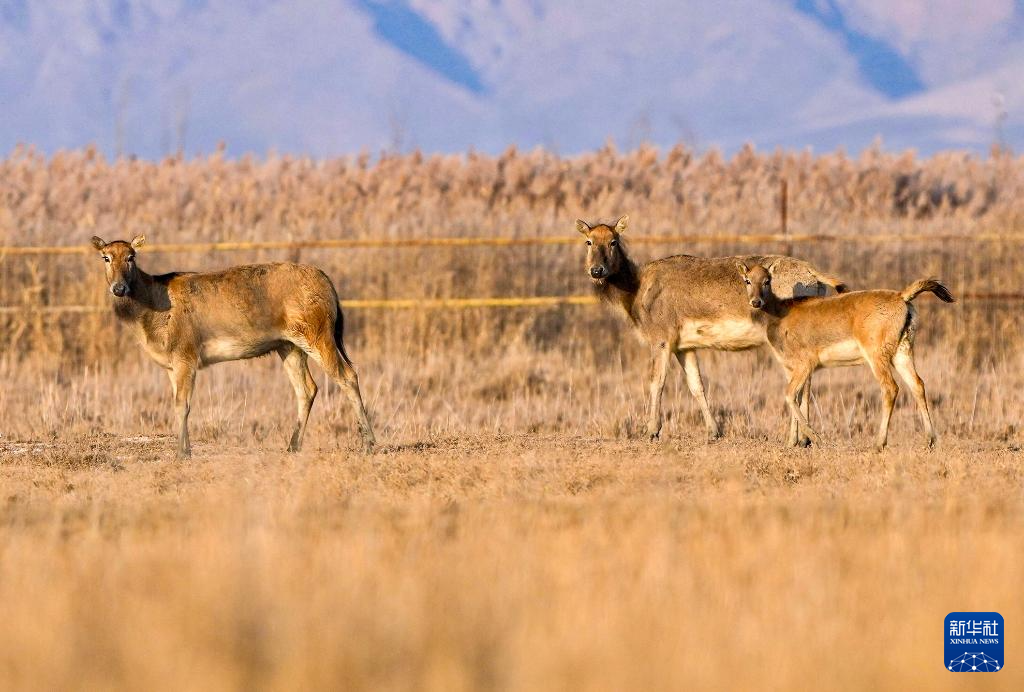 黄河湿地 呦呦鹿鸣