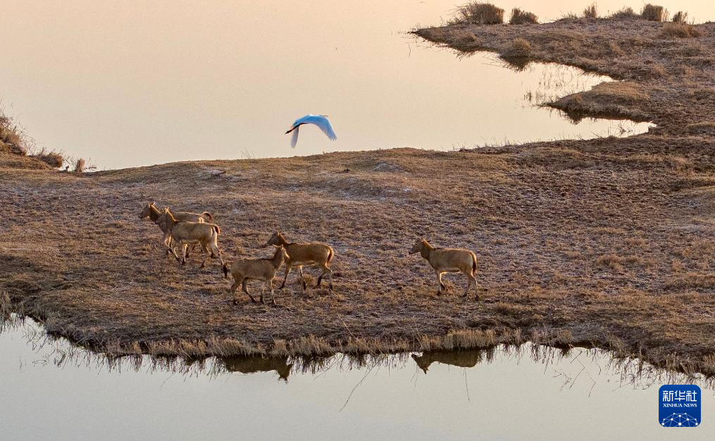 黄河湿地 呦呦鹿鸣