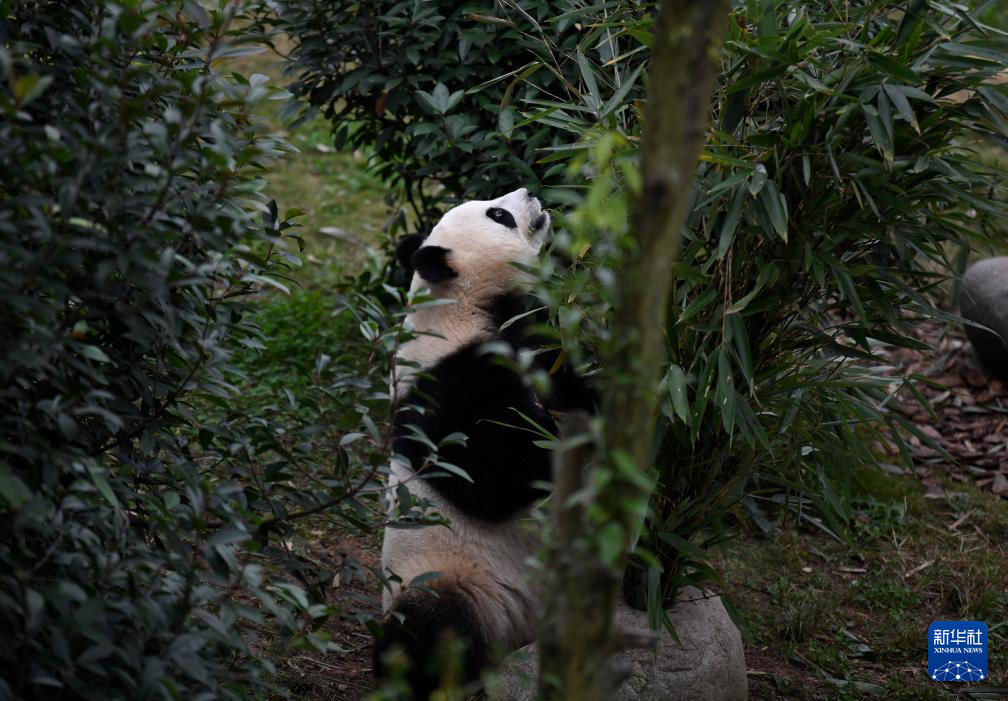 探访大熊猫基地