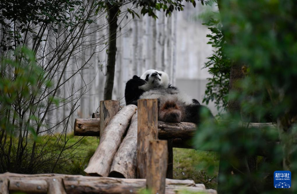 探访大熊猫基地