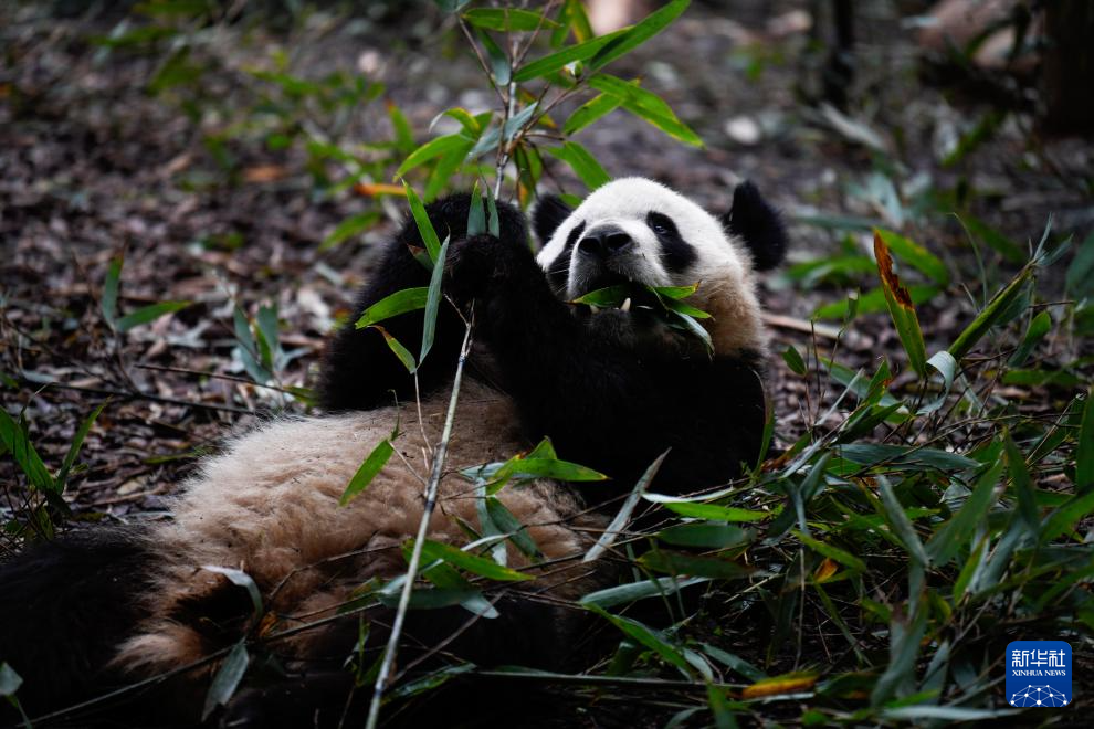 探访大熊猫基地