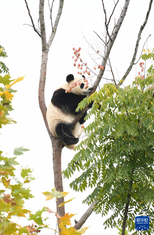 探访大熊猫基地