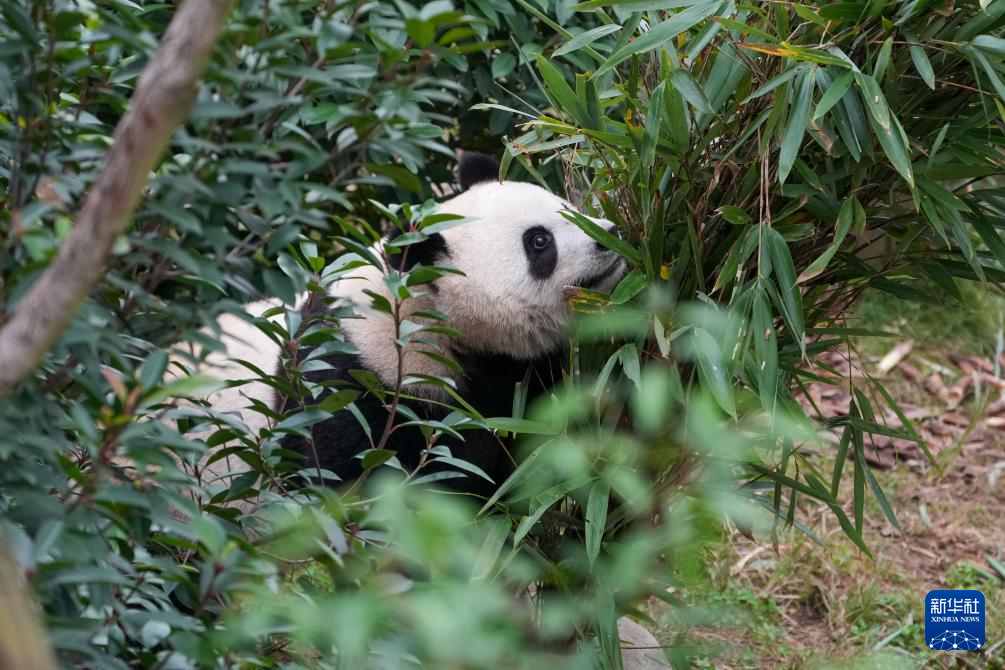 探访大熊猫基地