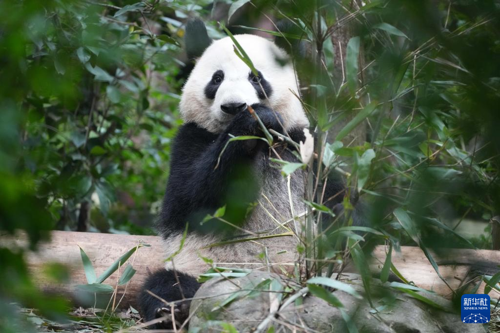 探访大熊猫基地