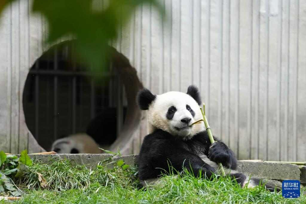 探访大熊猫基地