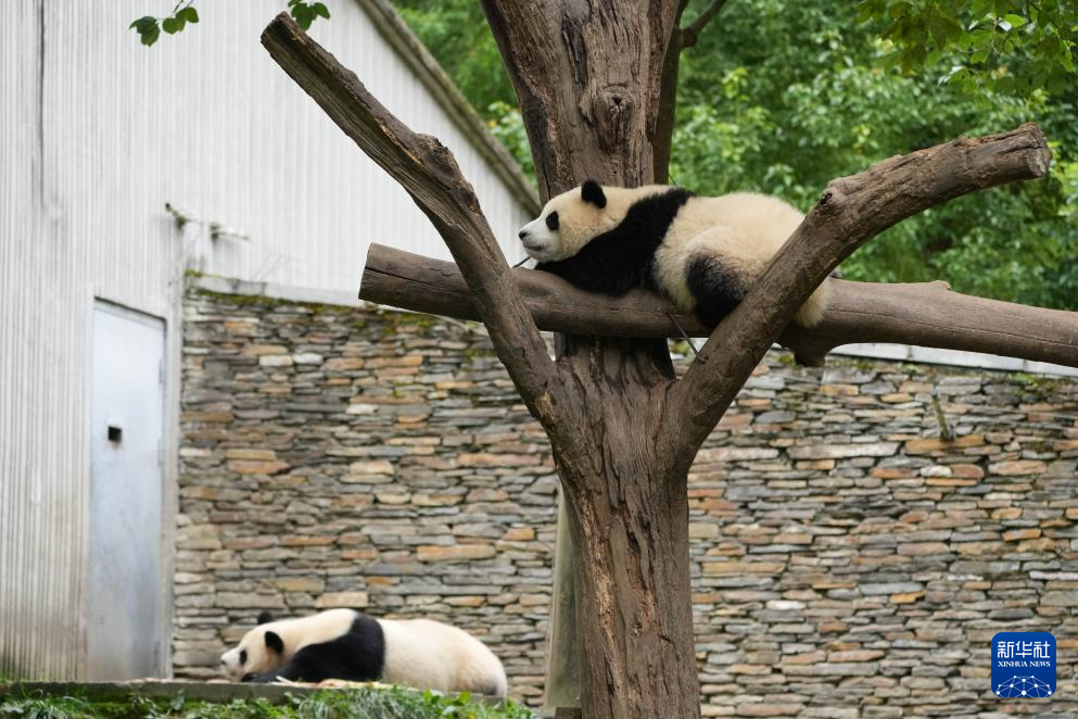 探访大熊猫基地