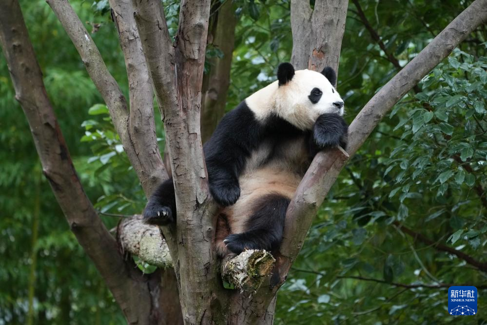 探访大熊猫基地