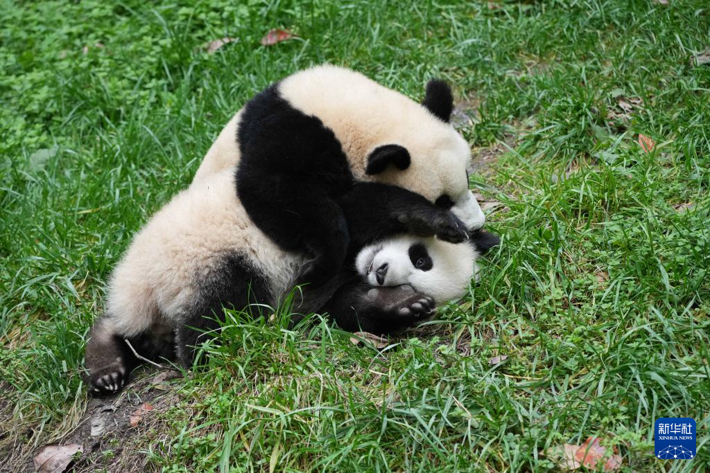 探访大熊猫基地
