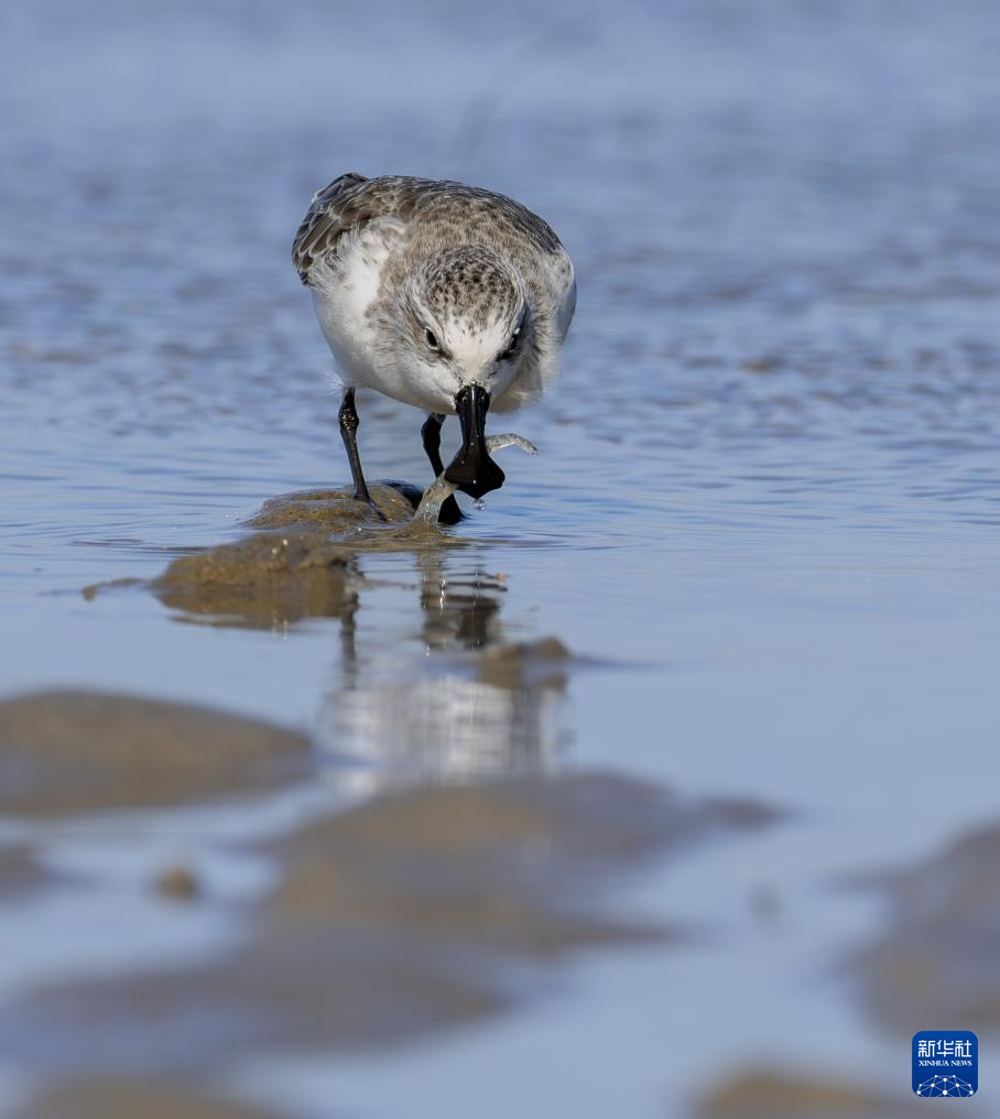 勺嘴鹬“到访”福建泉州围头湾