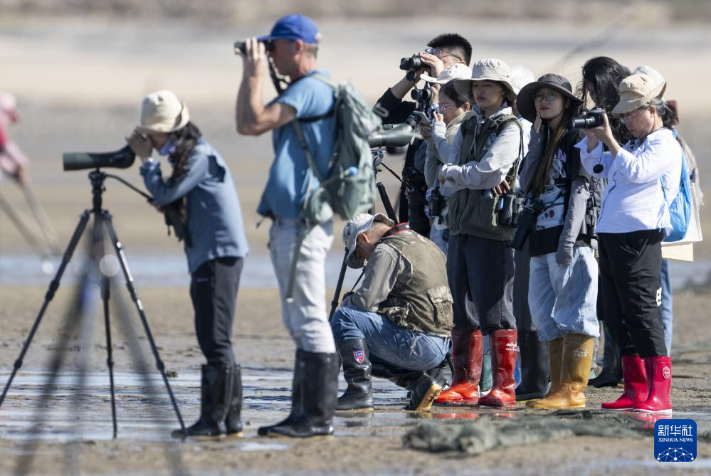 勺嘴鹬“到访”福建泉州围头湾
