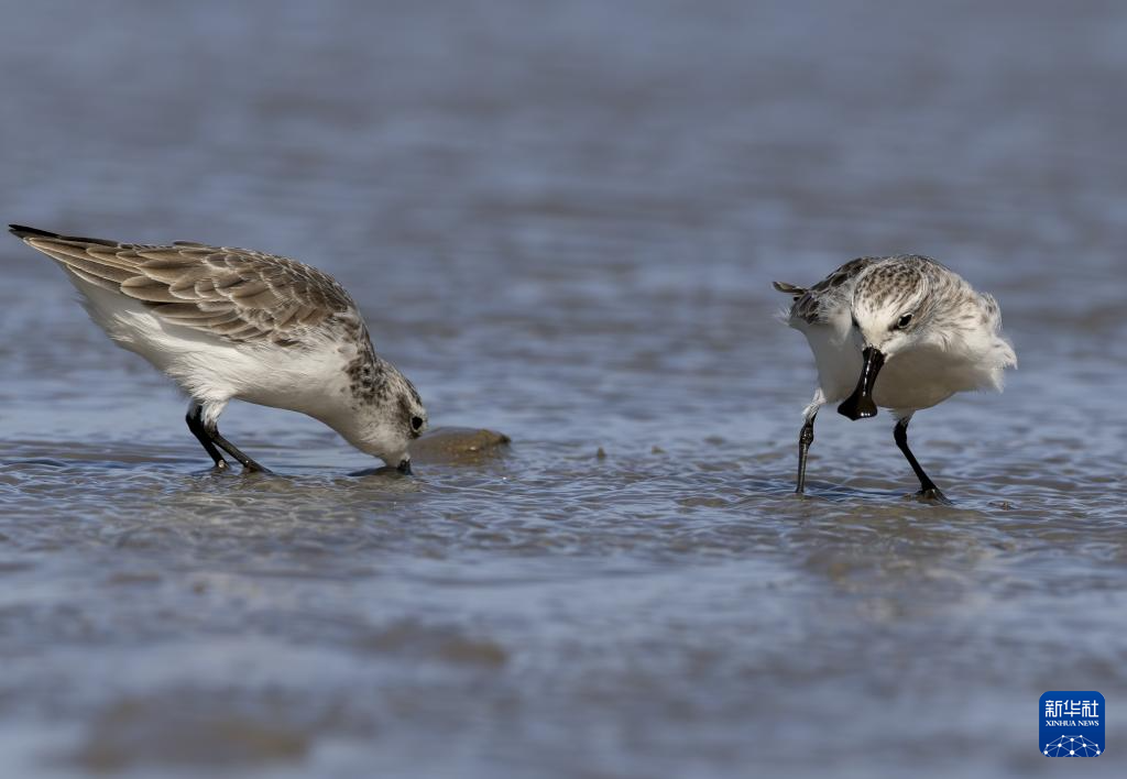 勺嘴鹬“到访”福建泉州围头湾