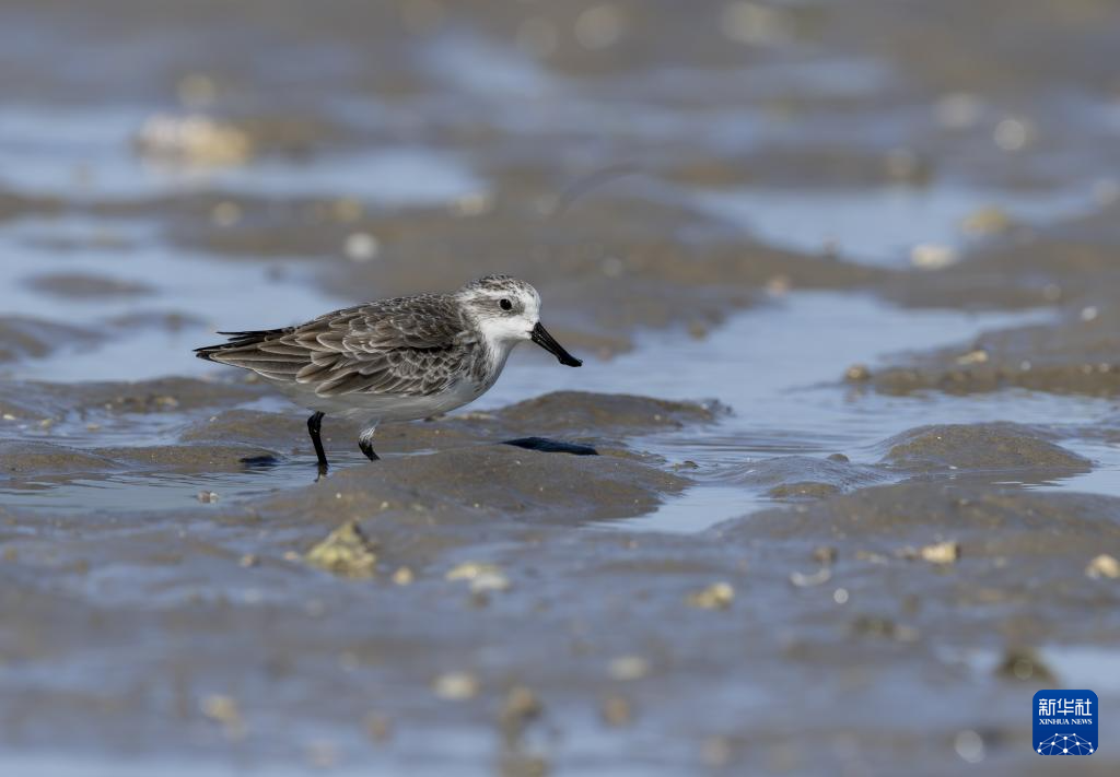 勺嘴鹬“到访”福建泉州围头湾