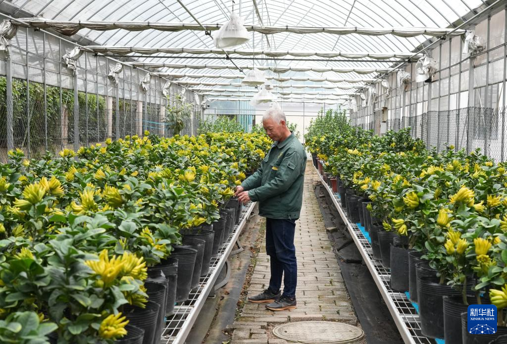 浙江金华佛手飘香