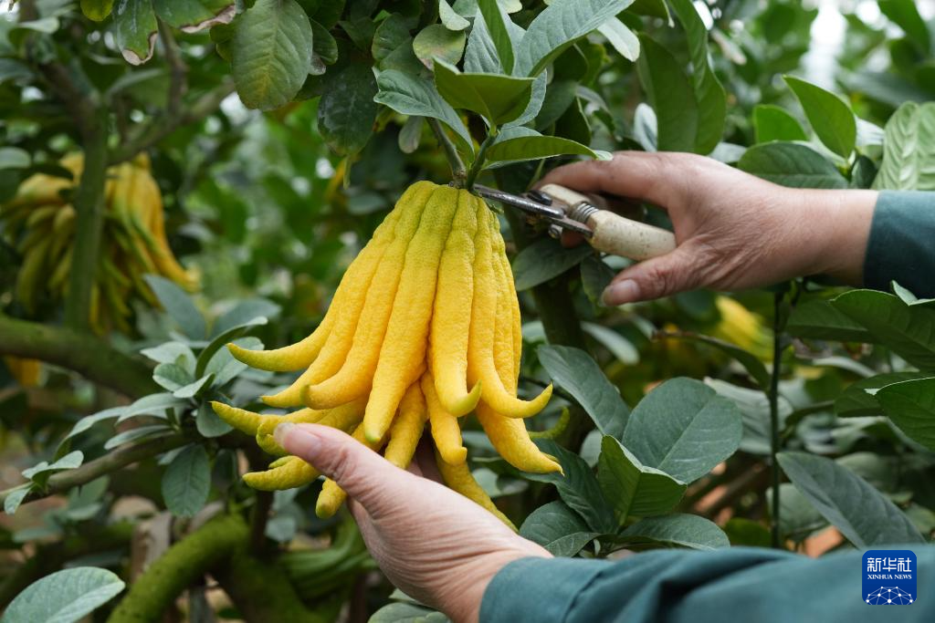 浙江金华佛手飘香