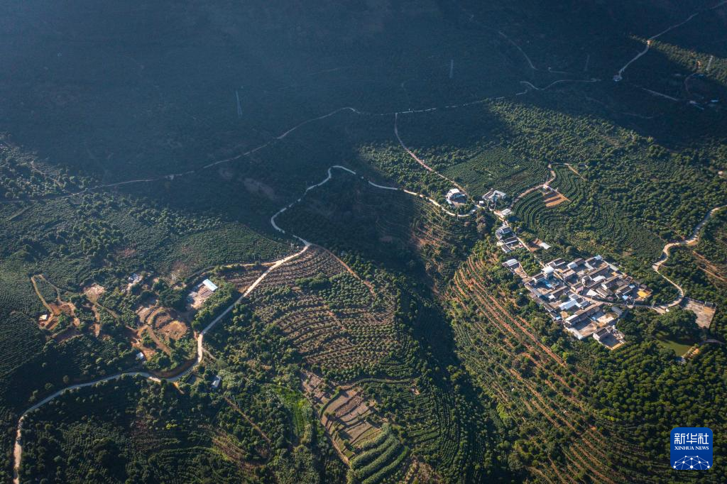 云南保山:咖啡进入收获季