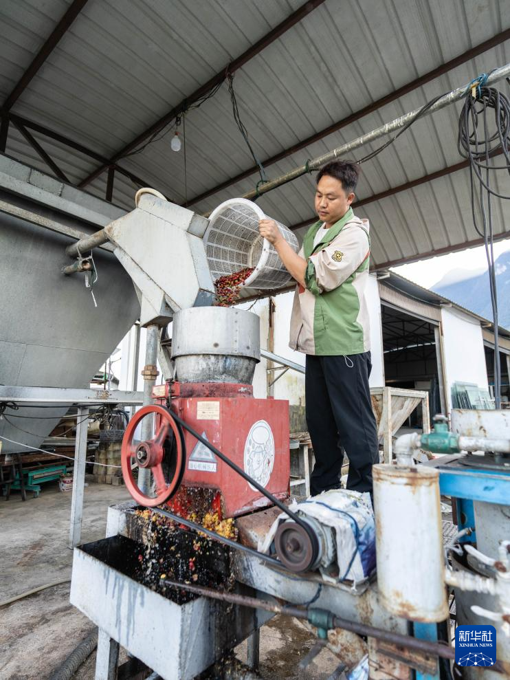 云南保山:咖啡进入收获季