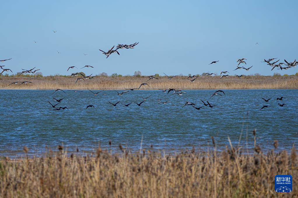 中国之城丨山东东营:河海交汇的湿地之城