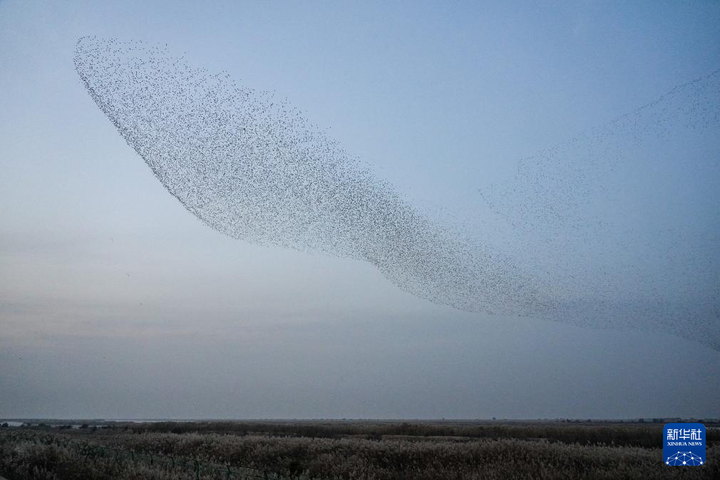 中国之城丨山东东营:河海交汇的湿地之城