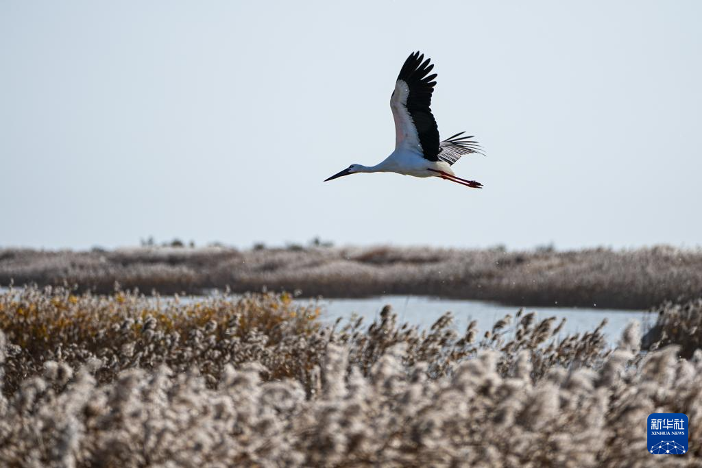 中国之城丨山东东营:河海交汇的湿地之城