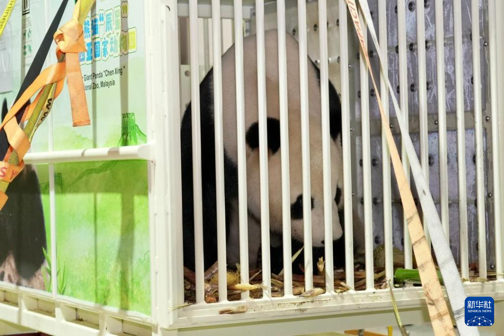 大熊猫“辰星”“晓月”抵达马来西亚吉隆坡