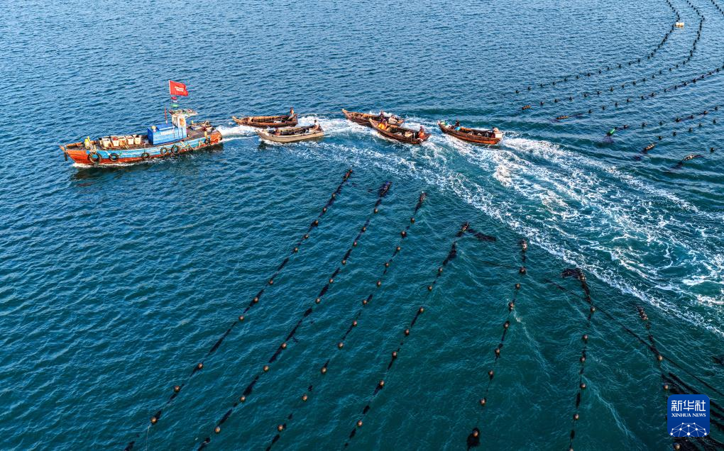 山东荣成：海带“插秧”正当时