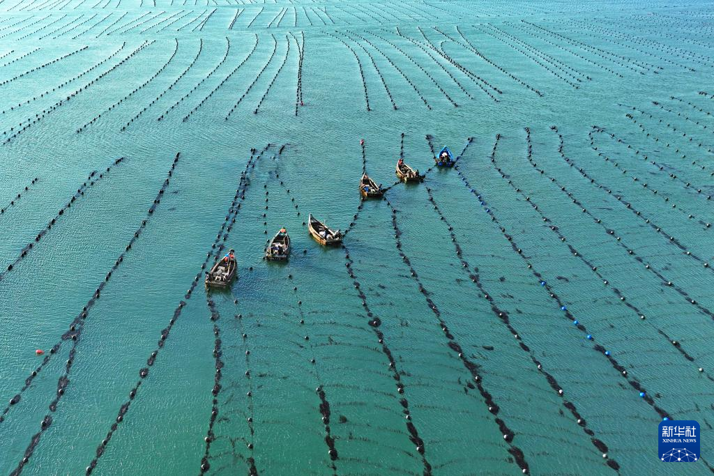 山东荣成：海带“插秧”正当时
