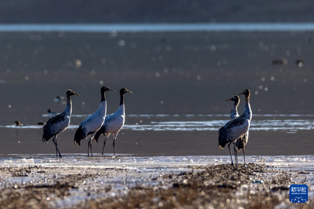 西藏林周迎来大批越冬候鸟