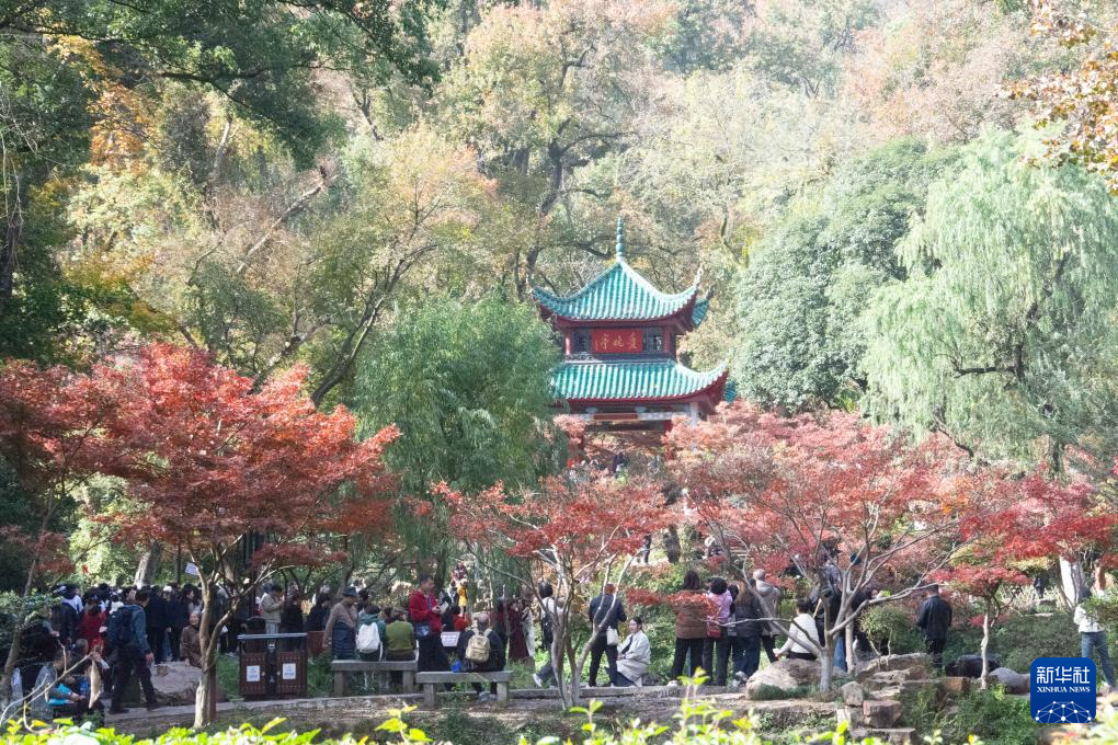 枫叶扮靓爱晚亭