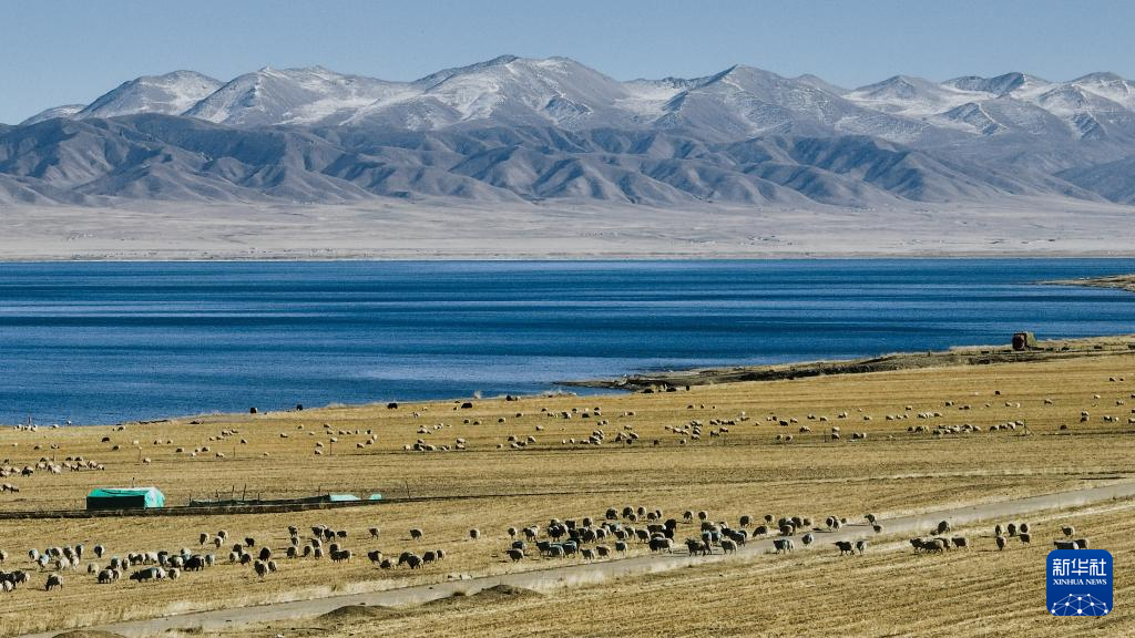 青海湖畔冬日牧羊图
