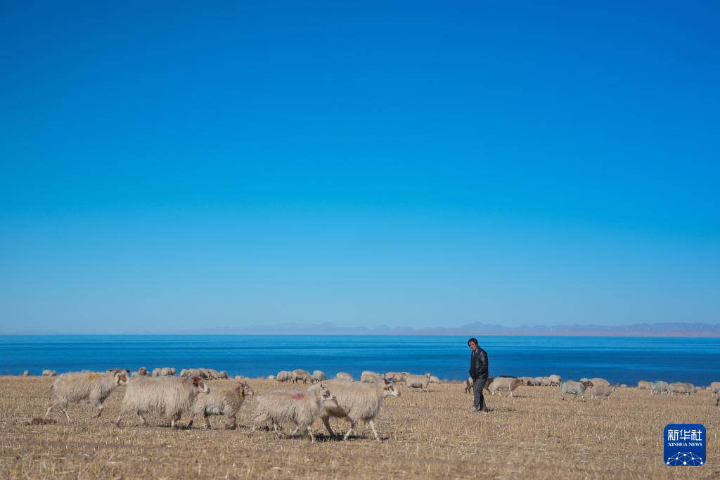 青海湖畔冬日牧羊图