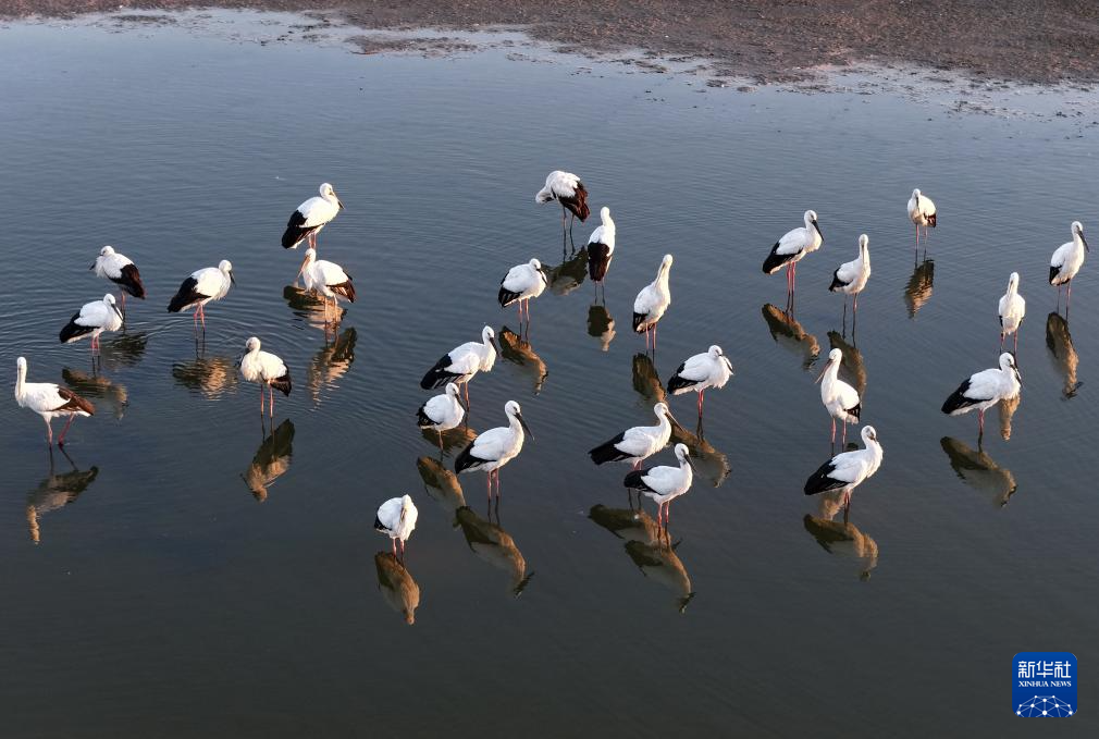 河北丰南:东方白鹳沿海湿地舞蹁跹