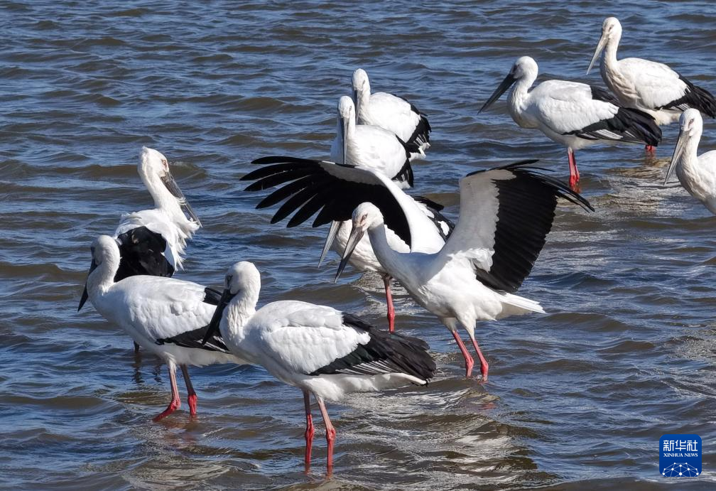 河北丰南:东方白鹳沿海湿地舞蹁跹