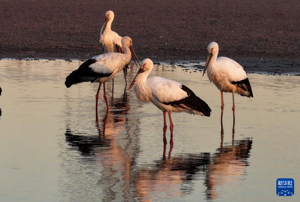 河北丰南：东方白鹳沿海湿地舞蹁跹