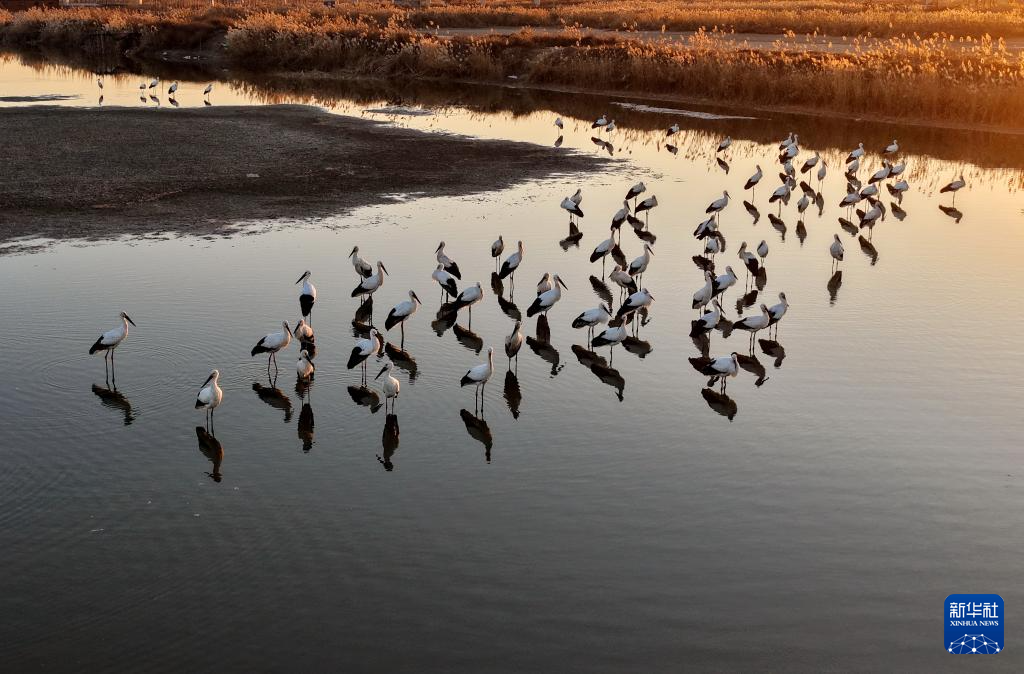 河北丰南:东方白鹳沿海湿地舞蹁跹