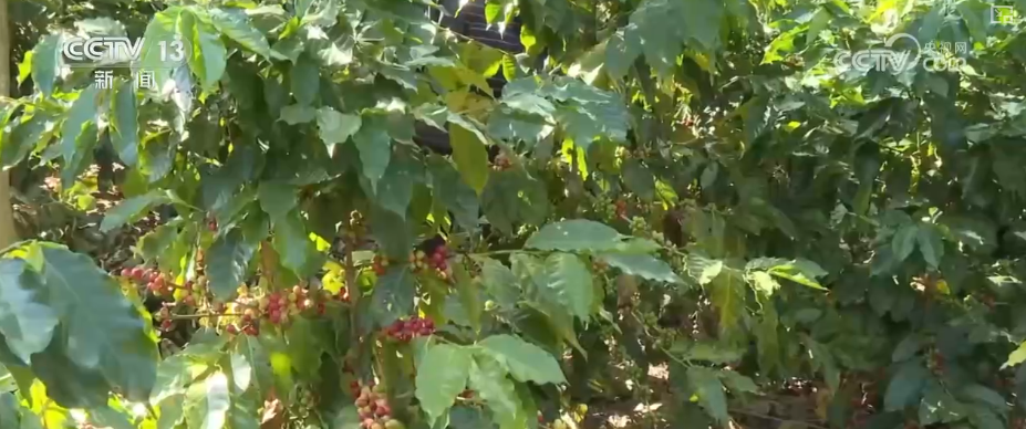 “服务+科技”擦亮特色产业“金字招牌” 农户增收“节节高”