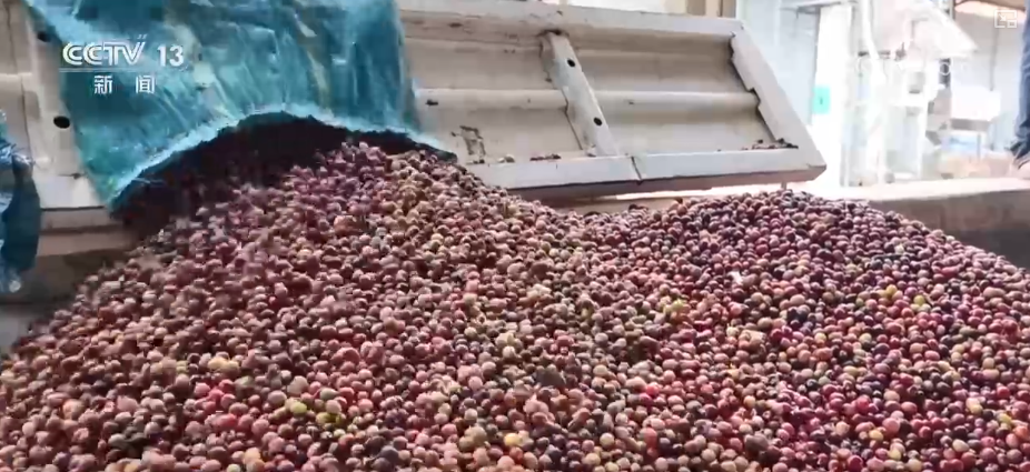 “服务+科技”擦亮特色产业“金字招牌” 农户增收“节节高”