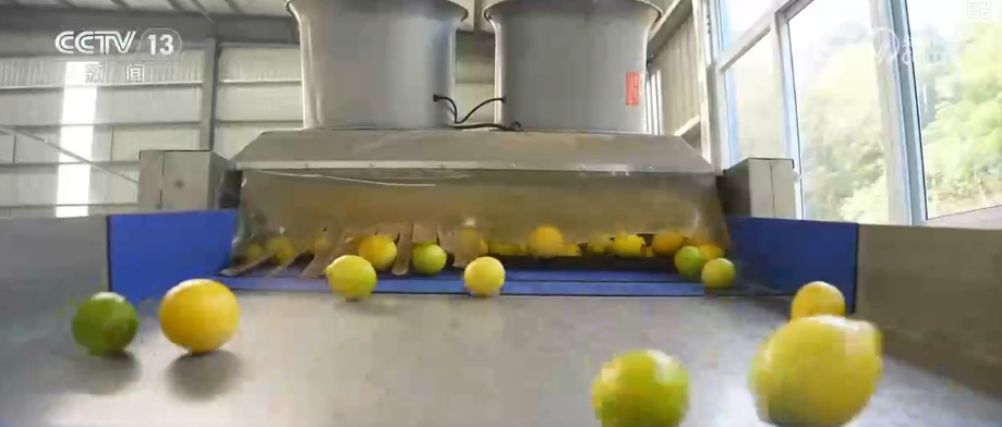 “服务+科技”擦亮特色产业“金字招牌” 农户增收“节节高”