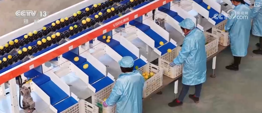 “服务+科技”擦亮特色产业“金字招牌” 农户增收“节节高”