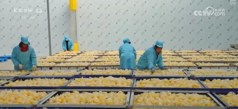 “服务+科技”擦亮特色产业“金字招牌” 农户增收“节节高”