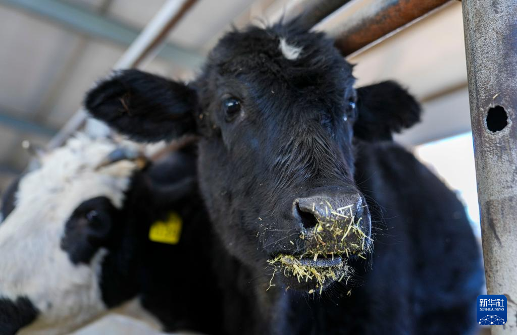 青藏高原首例克隆濒危牛健康成长