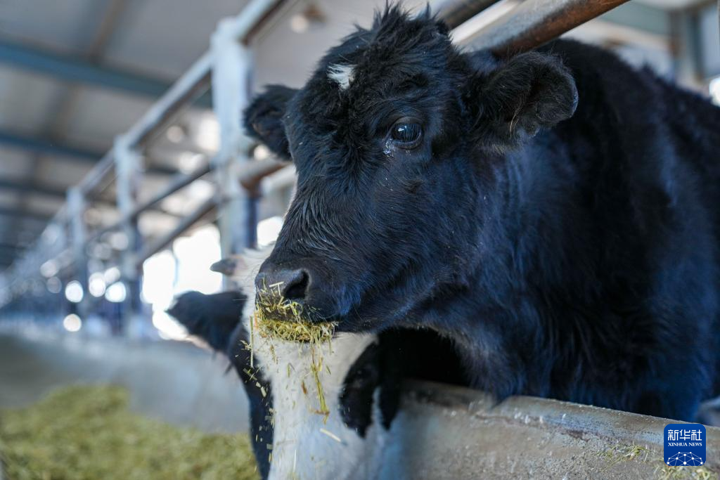 青藏高原首例克隆濒危牛健康成长