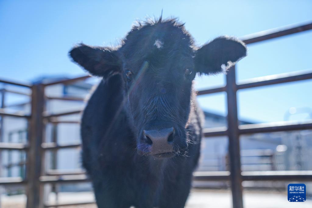 青藏高原首例克隆濒危牛健康成长