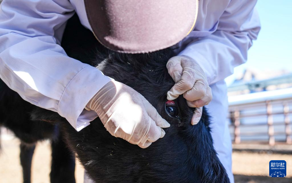 青藏高原首例克隆濒危牛健康成长