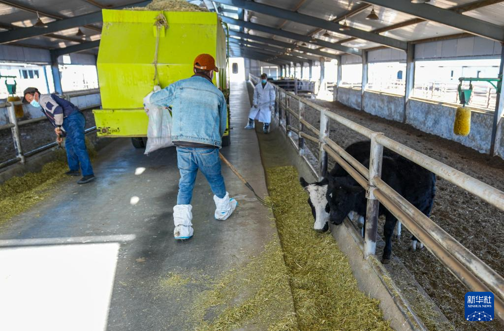 青藏高原首例克隆濒危牛健康成长